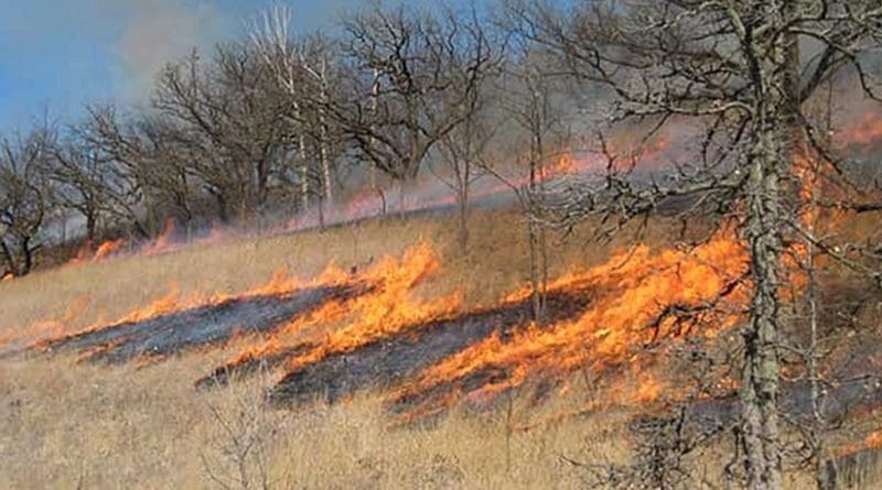 Prescribed burn in Wisconsin, United States. Photo by Steepcone, Wikipedia Commons.