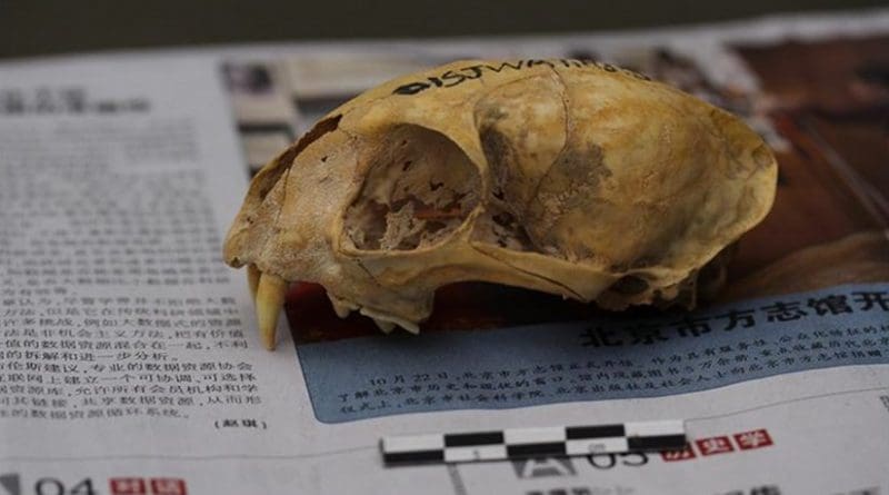 Skull of a Neolithic domestic cat from Wuzhuangguoliang (Shaanxi, 3200-2800 BC). The newspaper on which it is placed facilitates calibration of photogrammetric images for 3D reconstructions. © J.-D. Vigne, CNRS/MNHN