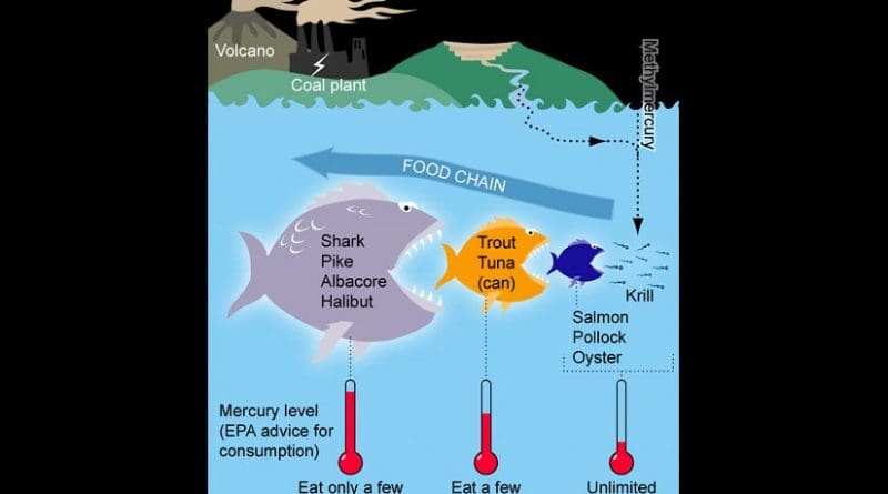Mercury in the food chain. Graphic by Bretwood Higman, Ground Truth Trekking, Wikipedia Commons.