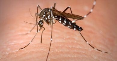 A Tiger Mosquito. Photo by James Gathany/CDC, Wikipedia Commons.