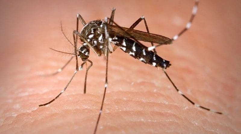 A Tiger Mosquito. Photo by James Gathany/CDC, Wikipedia Commons.