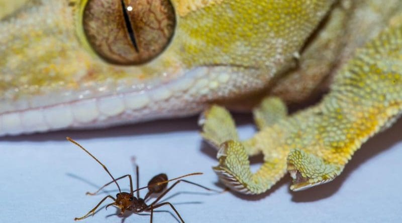 This image shows a gecko and ant. Credit: Image courtesy of A Hackmann and D Labonte