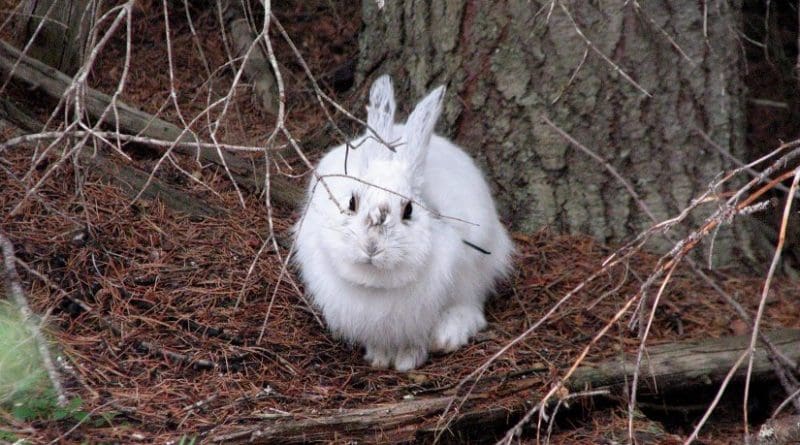 White snowshoe hares stand out like "light bulbs" against a snowless background in Montana. The mismatched hares were part of study of climate change effects on snowshoe hares, which camouflage themselves by changing coat colors from brown to white in winter. Credit: L. Scott Mills research photo