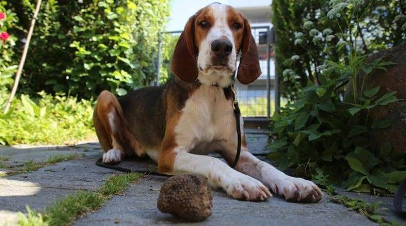 Miro is a trained truffle dog that belongs to Simon Egli, a co-author of the Biogeosciences paper based at Swiss Federal Research Institute WSL. He's pictured here with a Burgundy truffle he found in Switzerland. Credit Simon Egli, WSL