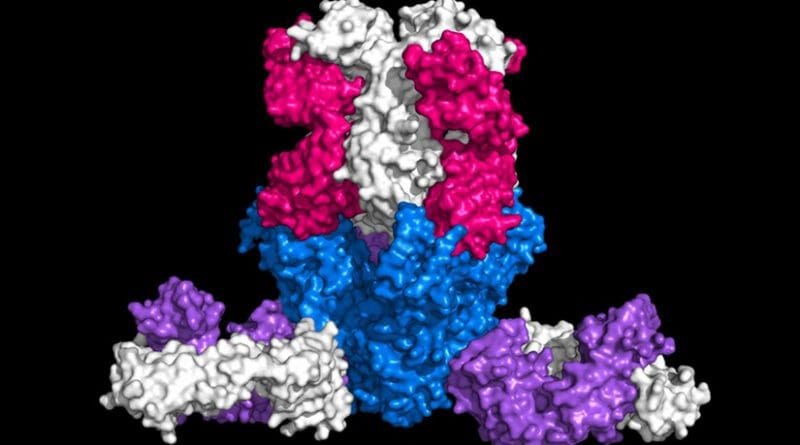 The Ebola virus surface glycoprotein (blue) is shown bound by protective antibodies mAb114 (pink/white) and mAb100 (purple/white). Credit NIAID