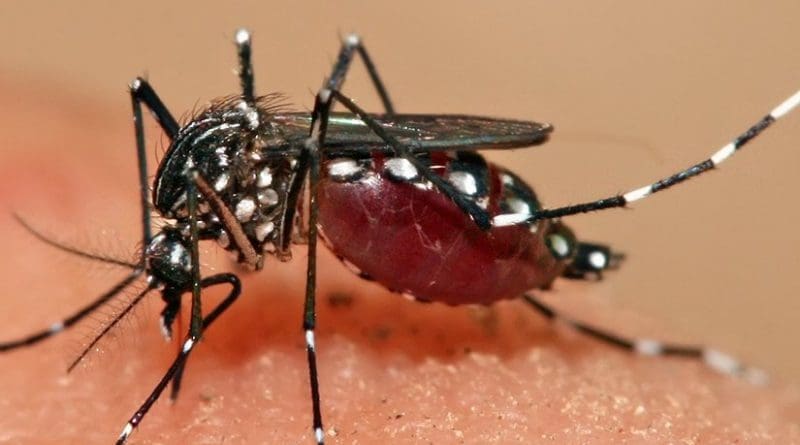 An Aedes aegypti mosquito. Photo by Muhammad Mahdi Karim, Wikipedia Commons.