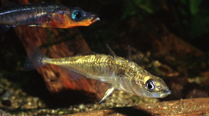 Two species of endangered stickleback fish went extinct in Enos Lake on Vancouver Island, Canada. Credit Ernie Cooper