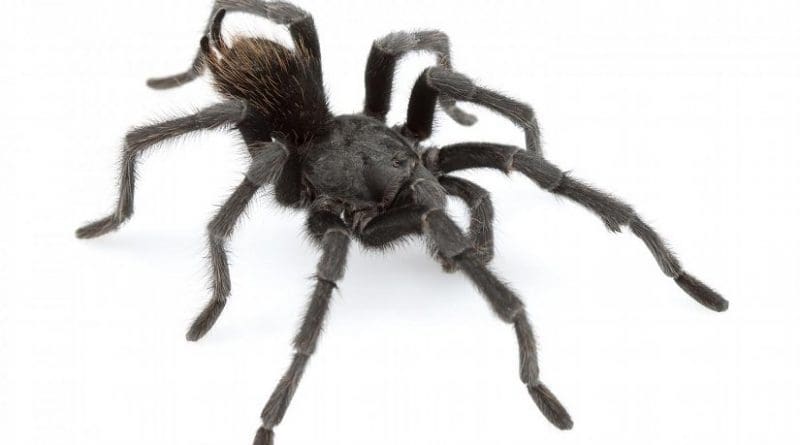 This is an adult male of Aphonopelma johnnycashi from California. Credit Dr. Chris A. Hamilton