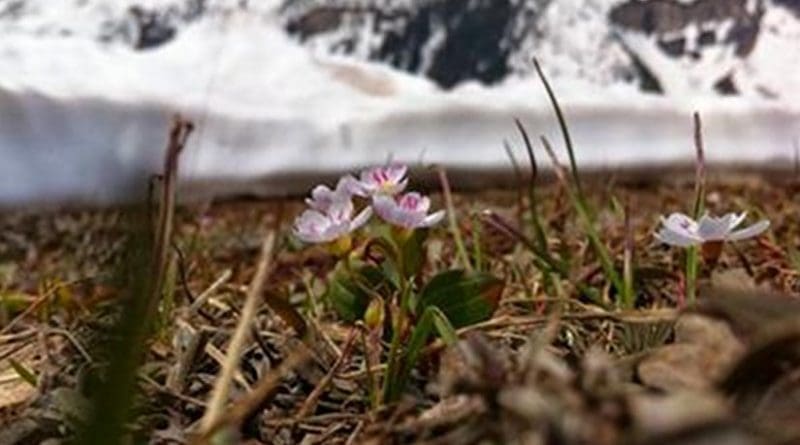 Studying the western spring beauty wildflower, Dartmouth College's Zak Gezon and his colleagues found that climate change may harm early-flowering plants not through plant-pollinator mismatch but through frost damage. Credit: Zak Gezon