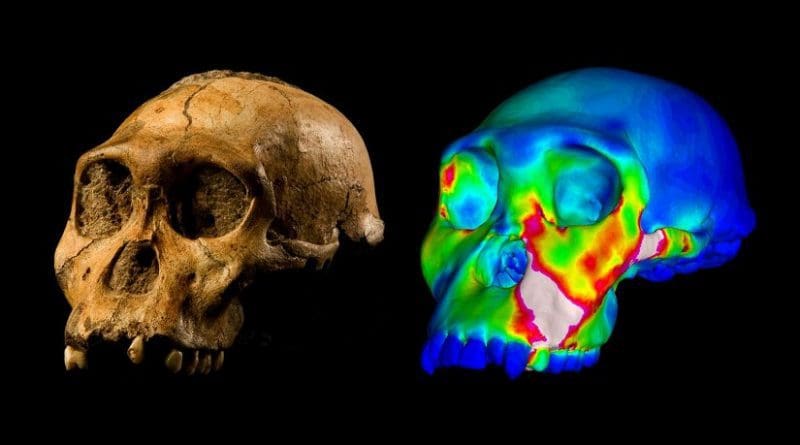 The fossilized skull of Australopithecus sediba specimen MH1 and a finite element model of its cranium depicting strains experienced during a simulated bite on its premolars. "Warm" colors indicate regions of high strain, "cool" colors indicate regions of low strain. Credit WUSTL GRAPHIC: Image of MH1 by Brett Eloff provided courtesy of Lee Berger and the University of the Witwatersrand.