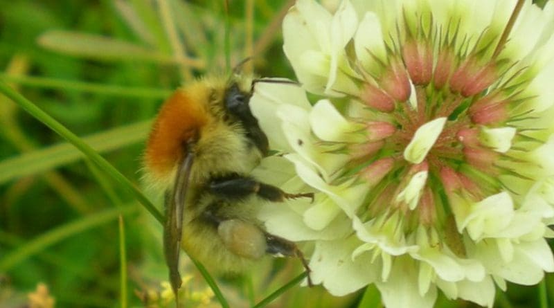 Large carder bee, Bombus muscorum on Trifolium repens - Dara Stanley
