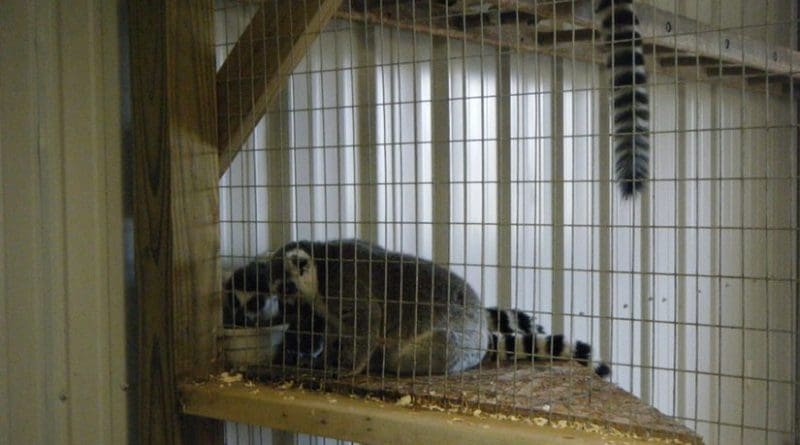 Lemurs in a cage