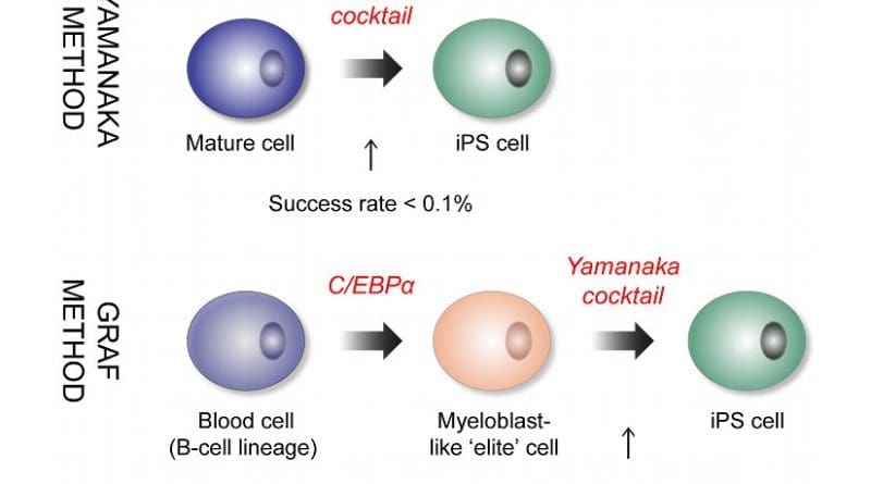 Representation of Yamanaka and Graf reprogramming schemes. C/EBPα confers a myeloblast-like ‘elite’ identity to the blood cells, making them highly susceptible to reprogramming. AUTHOR: Janus Jakobsen