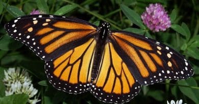 Photograph of a Monarch Butterfly by Kenneth Dwain Harrelson, Wikipedia Commons,