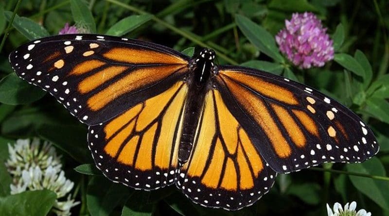 Photograph of a Monarch Butterfly by Kenneth Dwain Harrelson, Wikipedia Commons,