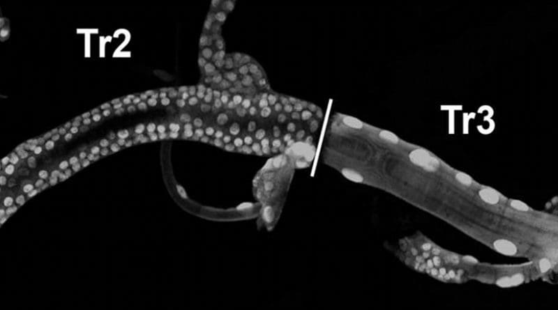 Nuclei of Drosophila trachea cells during the transition from larvae to an adult fly. The cells in the Tr2 segment are dividing; they are the facultative stem cells. (N.J. Djabrayan, IRBBarcelona)