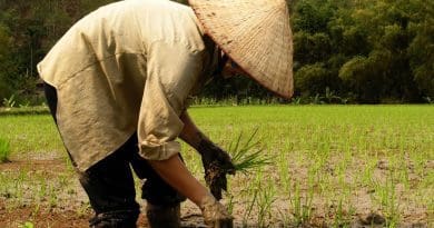 Farmer planting rice in Vietnam.