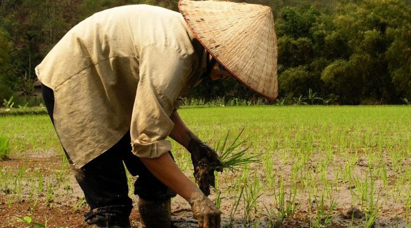 Farmer planting rice in Vietnam.