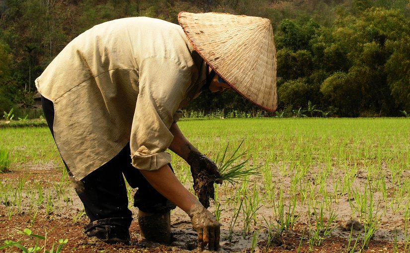 Farmer planting rice in Vietnam.