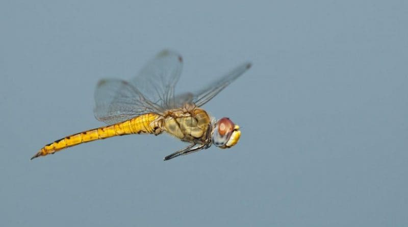 The body and wings of the dragonfly Pantala flavescens have evolved in a way that lets the insect glide extraordinary distances on weather currents. Credit Photo: Greg Lasley