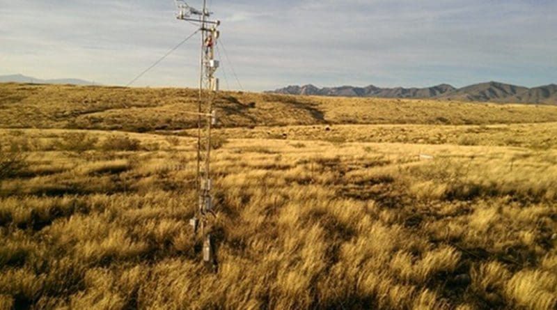 Kendall Grassland in southeastern Arizona is one of many sites in the research project. Credit R.L. Scott, USDA-ARS