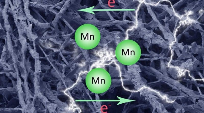 This is an artistic rendering of a carbonized fungal biomass-manganese oxide mineral composite (MycMnOx/C) can be applied as a novel electrochemical material in energy storage devices Credit Qianwei Li and Geoffrey Michael Gadd