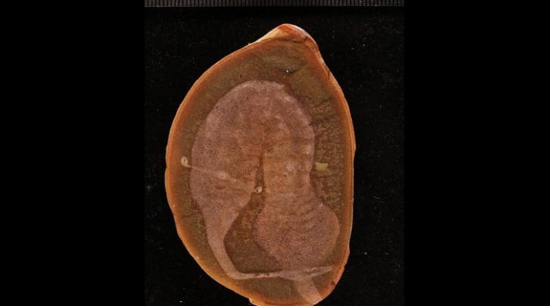 This is a holotype fossil specimen of the Tully monster. Credit Paul Mayer, The Field Museum