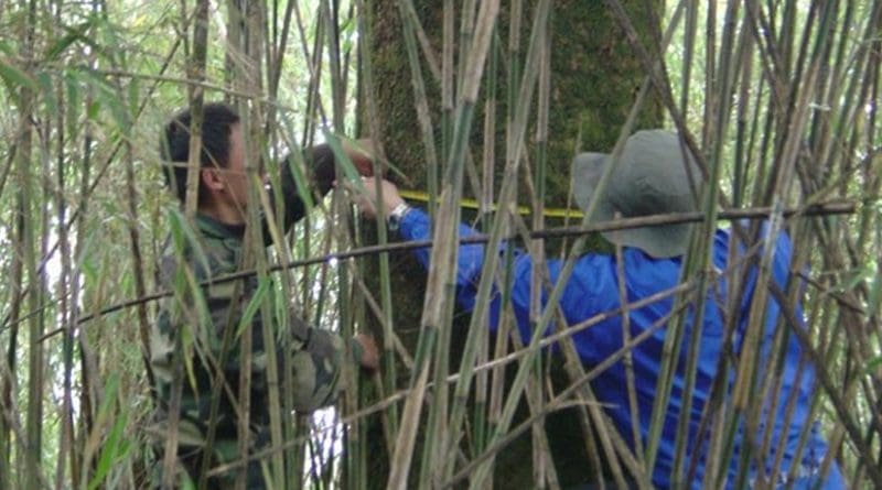 Two technicians in China's Wolong Nature Reserve measure tree growth to chart forest recovery. Credit Michigan State University Center for Systems Integration and Sustainability