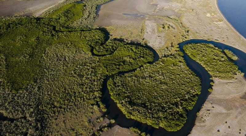 These are red mangroves (Rhizophora mangle) in a small forest patch in Baja California Peninsula. Credit Octavio Aburto / iLCP