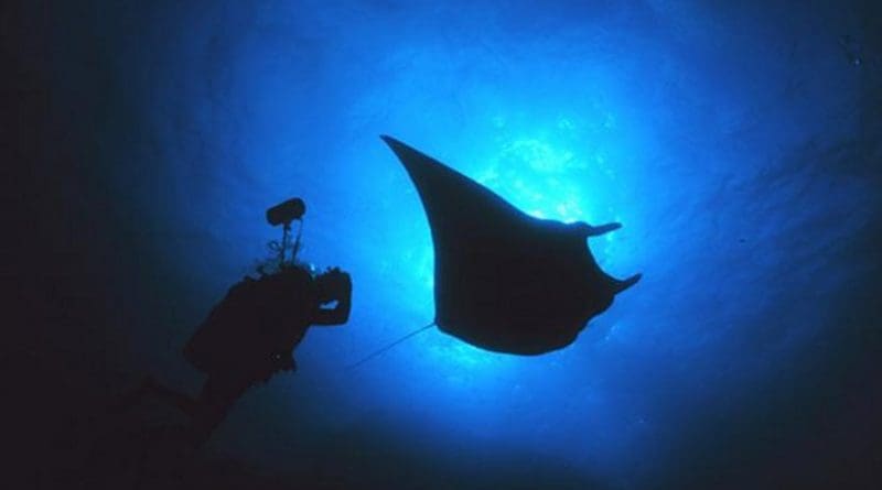 An underwater photographer gets close to a manta ray in Flower Garden Banks National Marine Sanctuary in the northern Gulf of Mexico near the Texas-Louisiana border. Credit NOAA