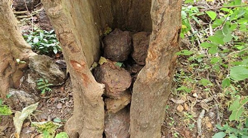 Mysterious stone piles under trees are the work of chimpanzees. Credit MPI-EVA PanAf/Chimbo Foundation