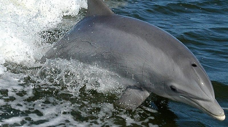 Bottlenose dolphin. Photo Credit: NASA, Wikipedia Commons.