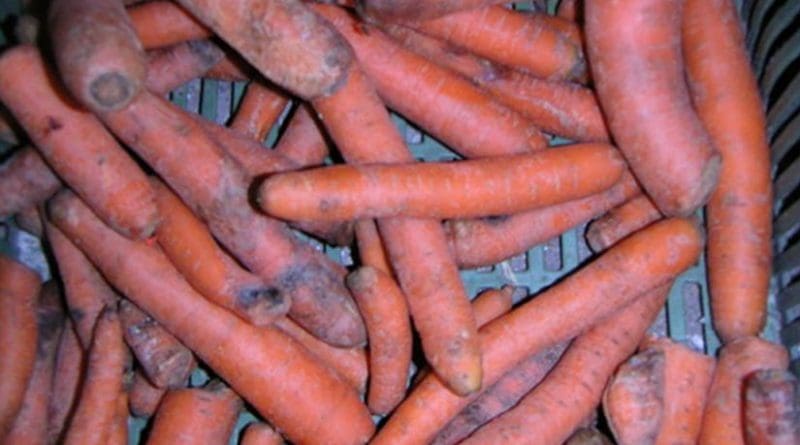 Carrots thrown in the garbage.