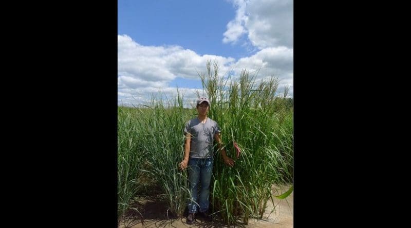 Switchgrass (left) and cordgrass (right) on saline-sodic soil