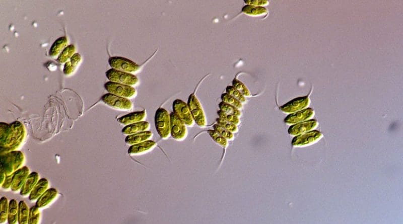 Desmodesmus microalgae