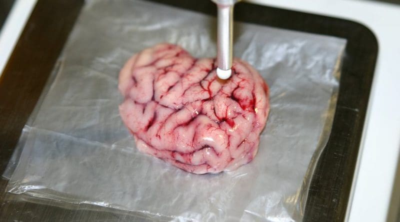 Measurement in pig's brain tissue.