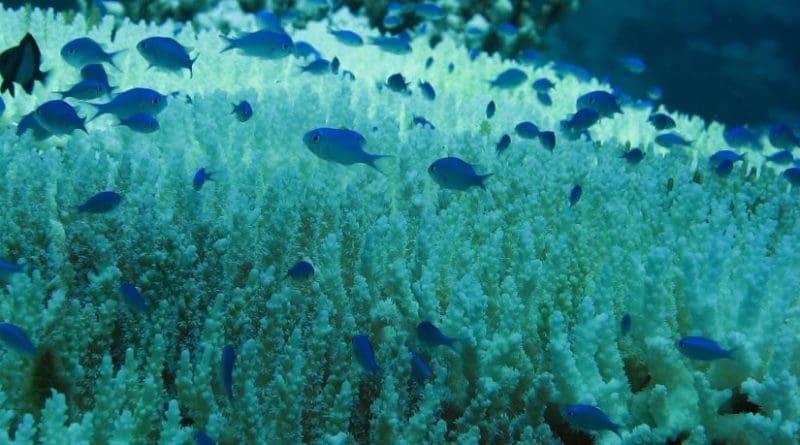 This image shows evidence of coral bleaching around Tioman Island, Malaysia. The warming difference between 1.5°C and 2°C could be decisive for the future survival of tropical coral reefs. Credit Paul via Flickr