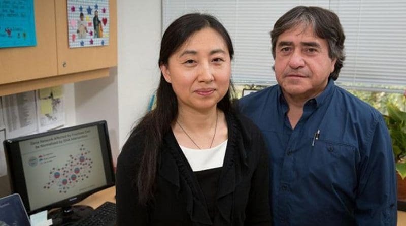 Xia Yang and Fernando Gomez-Pinilla observed the remarkable finding that after genes are altered by fructose, DHA seems to push the entire gene pattern back to normal. Credit Reed Hutchinson/UCLA