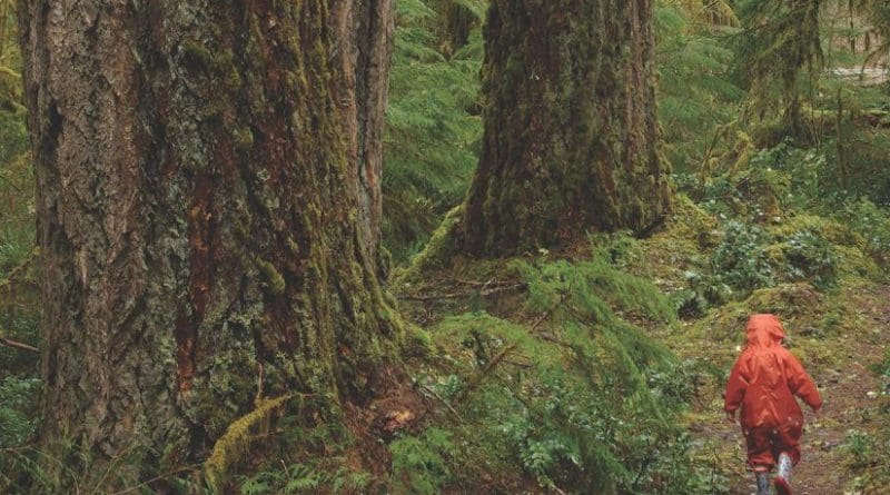 These old-growth forests in the Cascades may exceed 500 years old. Credit Matt Betts