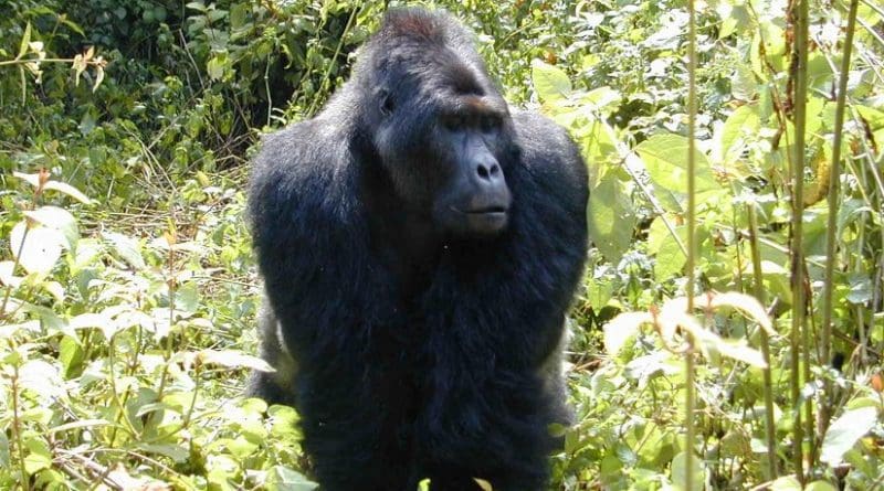 Smithsonian Tropical Research Institute staff scientist and his team risked their lives to estimate the number of Grauer's gorillas remaining in 1996, 17,000. A new survey puts the number of gorillas at 3,800. Credit Jefferson Hall, STRI