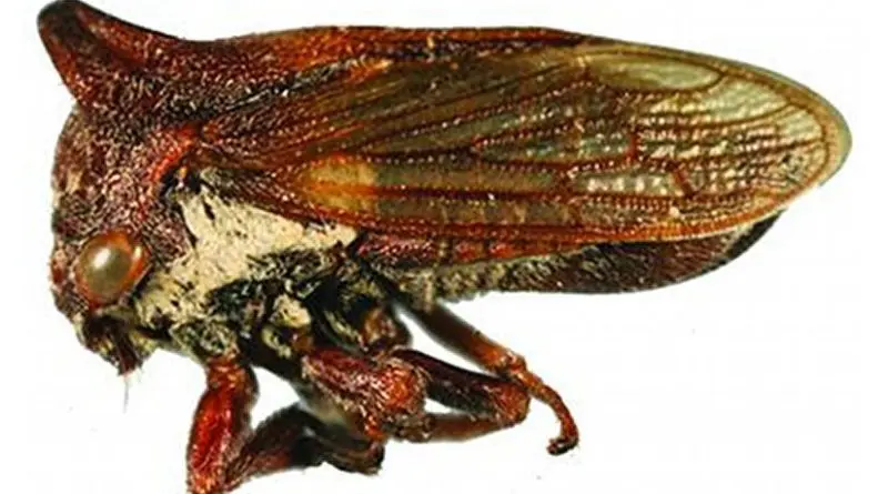 This is Selenacentrus wallacei, a newly discovered genus and species of treehopper found in Texas and Northern Mexico. They new genus is named after the singer Selena Quintanilla, who was known as the 'Queen of Tejano Music.' The new species is called wallacei in honor of Matthew S. Wallace, a biology professor from East Stroudsburg University. Credit Entomological Society of America
