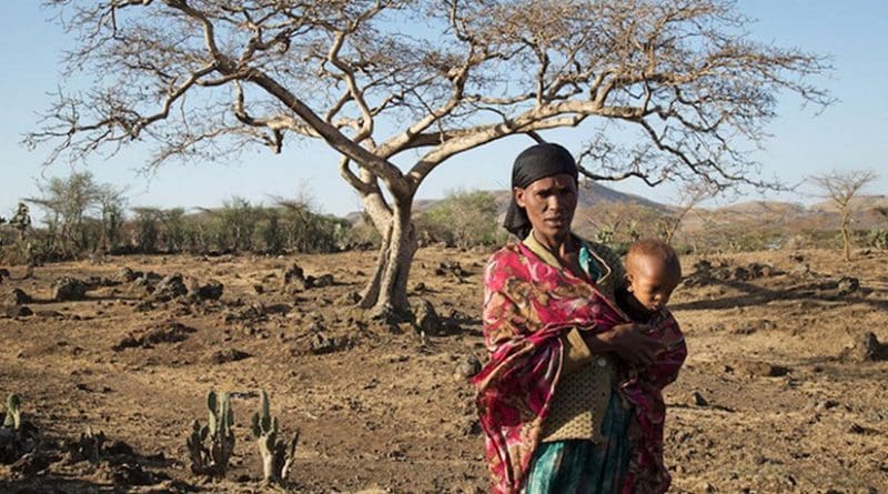 The El Niño-induced drought in Ziway Dugda, Oromia region of Ethiopia, is affecting every family and they don't have enough food at home to feed themselves. Credit: OCHA/Charlotte Cans