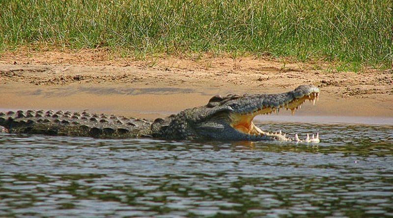 Example of a Nile crocodile. Photo by Tim Muttoo, Wikipedia Commons.