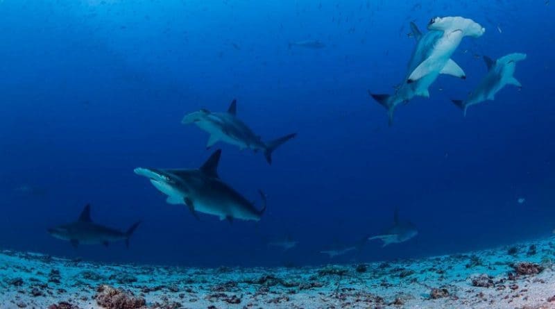 A group of hammerhead sharks swims over the sandy seafloor populated with garden eels at Darwin Island. These sharks are known for their ability to make sudden and sharp turns as the unique wide-set placement of their eyes allows them a vertical 360-degree view, which is ideal for stalking their prey. Credit Photo by Enric Sala/National Geographic, from 'National Geographic Pristine Seas'