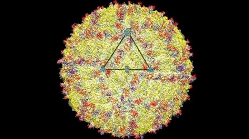 A cryo-electron microscopy image of the Zika virus structure. The triangle highlights the asymmetric unit of the virus. Credit Richard Kuhn, Purdue University