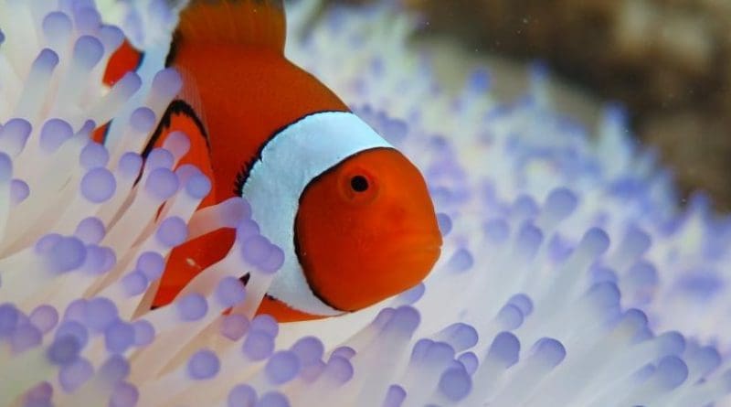 Clownfish, the star of Disney's "Finding Nemo" and the upcoming sequel, are at risk because of the increase bleaching of their homes, sea anemones. The uptick is due to a rise in ocean temperatures. Credit Credit Jessica Stella/ Great Barrier Reef Marine Park Authority