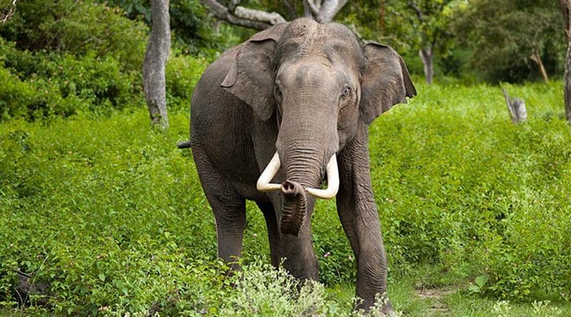Asian Elephant. Photo by Yathin S Krishnappa, Wikipedia Commons.