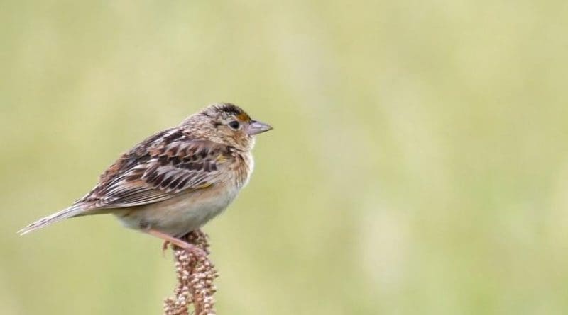 Grasshopper Sparrows may face challenges as climate change affects North America's grasslands. Credit A. Lesak
