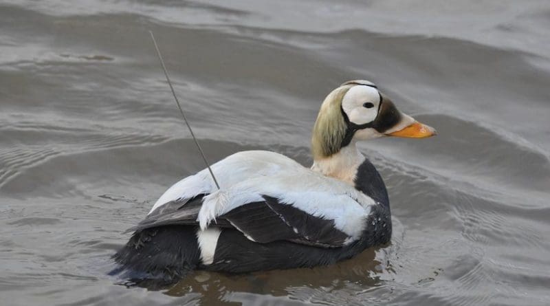 A male Spectacled Eider wears a surgically implanted satellite transmitter after its release in northern Alaska. Credit USGS