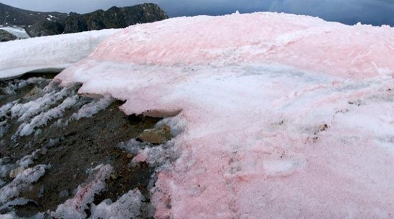 Red pigmented snow algae darken the surface of snow and ice in the Arctic. Credit Liane G. Benning/GFZ
